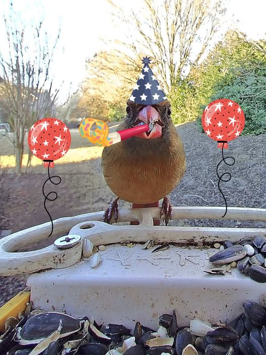 Cardinal bird wearing a party hat blowing a party popper